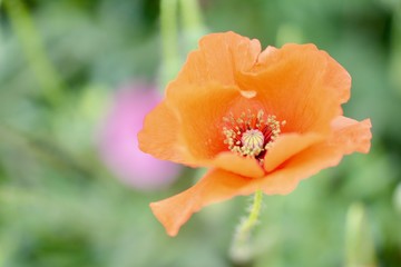 Fototapeta premium Flor