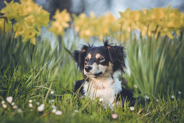 Hund liegt im Gras mit Blumen im Hintergrund