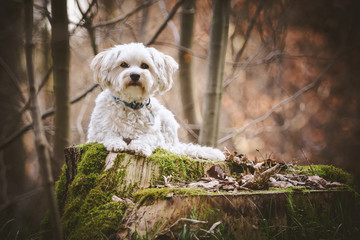 Hund liegt auf Baumstamm