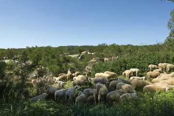 Obraz premium gregge