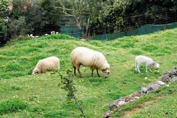 Obraz na płótnie Canvas Sheep grazing in a field next to her calves babies