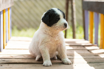 landseer puppy dog newfounland 