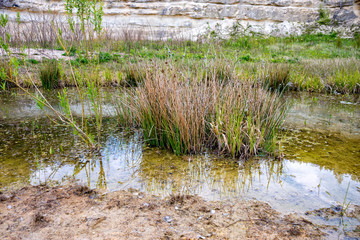 Water plant in a small pond