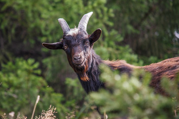 pet goat