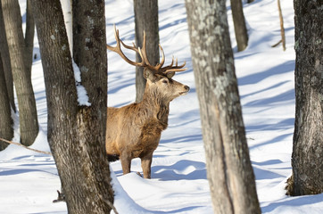 cerf rouge en hiver