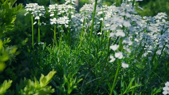 Flowers of white candytuft - Close up.