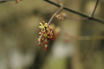 tree buds in springtime
