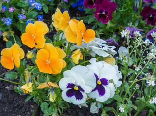 Sommerblumen im Garten