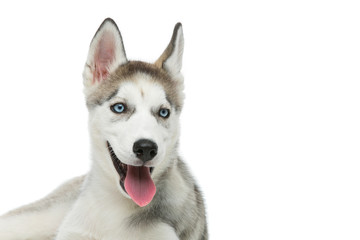 Cute husky puppy dog