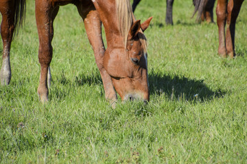Obraz premium Horses graze in the pasture. Paddock horses on a horse farm. Walking horses