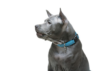 Thai ridgeback puppy