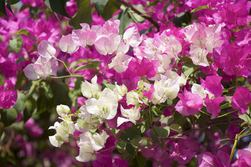 Pink Bougainvillea on tree background