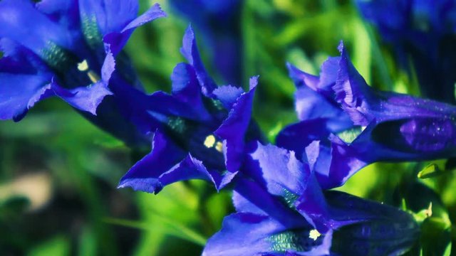 Gentian flower (Gentiana flower) close up