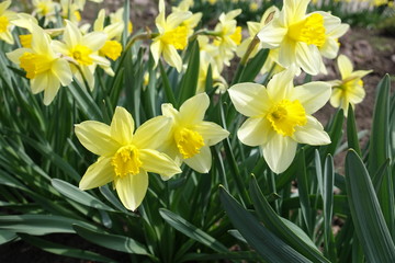 Lots of yellow daffodils in the park in spring (horizontal)