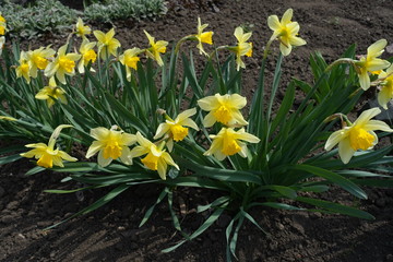 Row of well-grown yellow daffadowndillies in the flowerbed from above