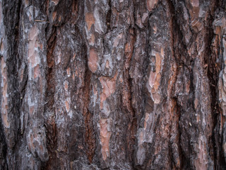 Closeup of a pine tree bark