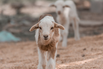 A little sheep coming to you