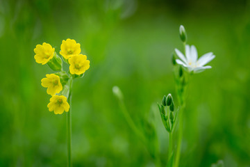 une fleur de coucou jaune et une fleur blanche sur fond vert