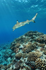 Obraz na płótnie Canvas Corals with a blacktip reef shark underwater on the outer reef of Huahine island, Pacific ocean, French Polynesia