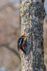 Great Spotted Woodpecker hacking out a nest hole in a tree trunk