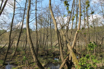 Das Ufer des Strehlsee