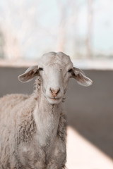 Obraz premium Sheep staring at camera