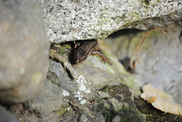 Lézard