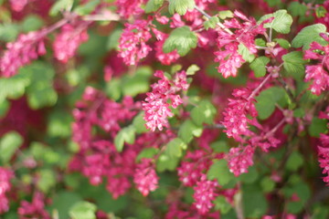 Bright Red Spring Flowers Narrow DOF