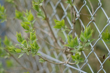 Spring growing through Fence Narrow DOF  abstract background  abstract background with copy space for text or image