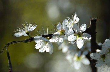 Kirschblüte