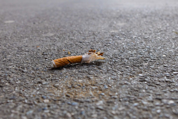 Cigarette butt on the street