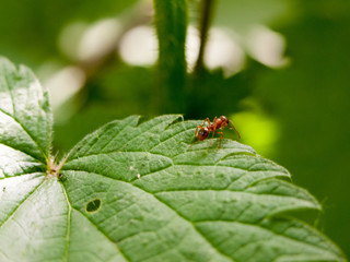 plant leaf ant macro close up detail