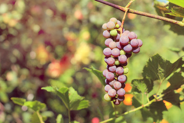 warming atmosphere in the garden/ The vine with a ripening bunch is illuminated by the sun's rays