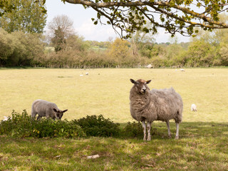 Naklejka premium two sheep, mother and lamb, in a field under a tree looking cute