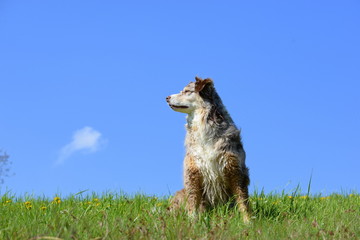 Fast wolkenlos, Hütehund sitzt im Gras vor blauem Himmel