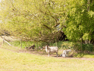 cute sheep resting and grazing in the forest part of a field