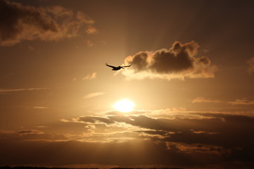 Fototapeta na wymiar Sunset pelican