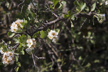 Blooming almond trees in spring