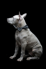 Thai ridgeback puppy