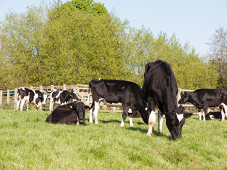 cows outside close up black and white resting in field
