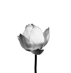 Lotus flower in black and white isolated on white background.