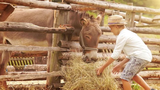 Boy in the straw hat brings a stack of hay to a donkey at the farm
