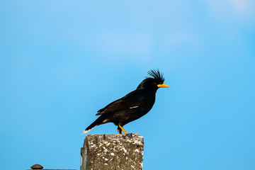 Starlings bird or White-vented Myna or Acridotheres grandis on the post with blue sky