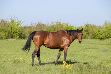 Fototapeta na wymiar Horses graze in the pasture. Paddock horses on a horse farm. Walking horses