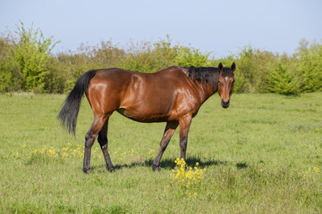 Horses graze in the pasture. Paddock horses on a horse farm. Walking horses