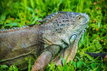 Green Iguana Reptile Portrait Closeup