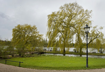 Trauerweide am See