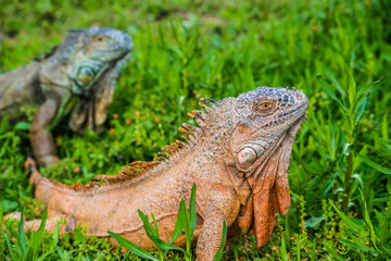 Green Iguana Reptile Portrait Closeup