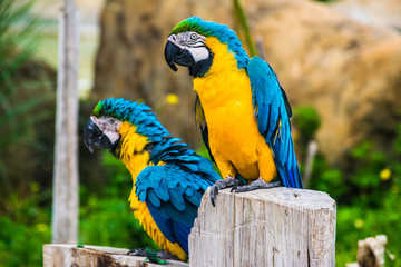 close-up portrait of a colorful parrots