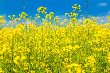 Obraz premium Yellow rapeseed against blue sky 